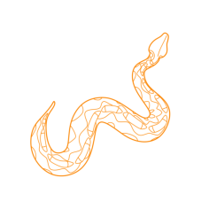 Animals Snakes Gaboon Viper Outline Drawing Svg Vector, Free Vectors File